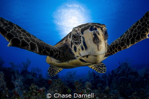 "Turtle Hug"
Sometimes the marine life wants to come see... by Chase Darnell 